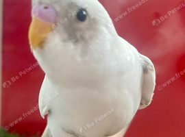 Baby budgies