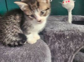 Kittens