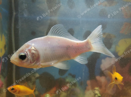 Medium to large sized gold fish