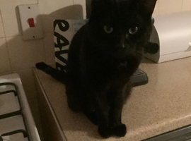 Black cat