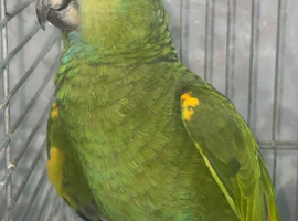 MALE BLUE FRONT AMAZON