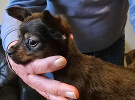 Russian Toy Puppies For Sale