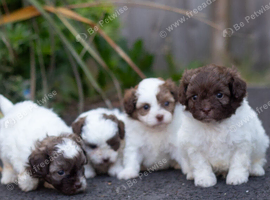 Imperial toy shihpoo pups