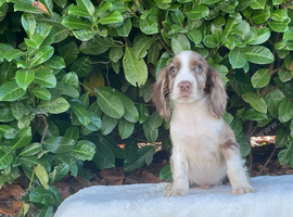 Cocker spaniel