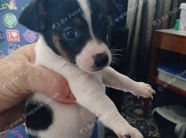 Mini Jack Russell puppies (ready now)