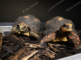 Beautiful Redfoot tortoises