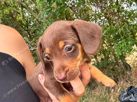 Dachshund puppies