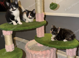 Kittens