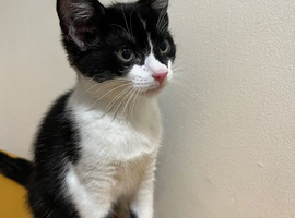 Tuxedo kitten for sale 10 weeks asap