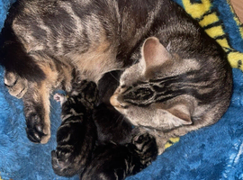 &pound;50 kittens for sale