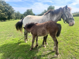 Broodmare and filly foal