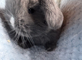 Pure bred mini lop rabbits
