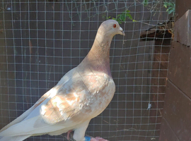 Mulenan Hen
