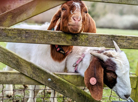 Pair of friendly Boer Goats for sale