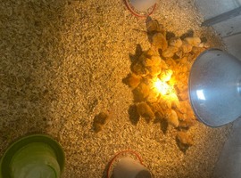 4 days old  Green/Blue Egg laying pullets