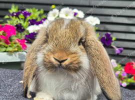 French Lops available for Reservation.