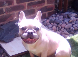 10 month old Isabella female french bulldog for sale