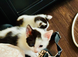 Kittens