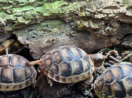 Baby Marginated Tortoise 2026 Hatchlings