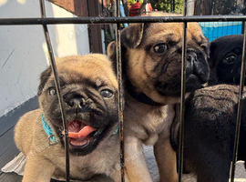 Pug Puppies️