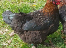 Chickens (POL)
