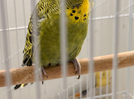 Baby budgies free