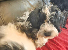 Very sad sale for one of my beautiful girls