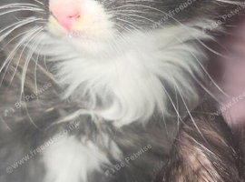 Last lil kitten