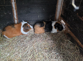 Male guinea pigs