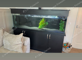 6foot tank