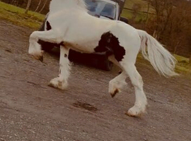 15.1 filly to make 16hh
