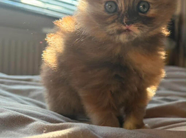 Persian x ragdoll