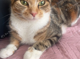 Female cat for sale