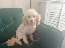 Gorgeous Toy Poodl