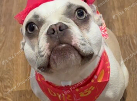 Female frenchie