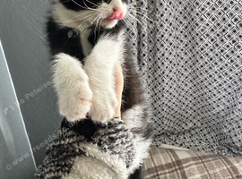 Kitten for adoption