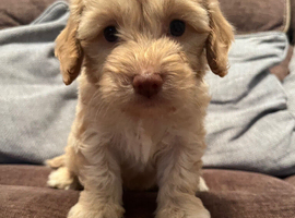 Gorgeous F1 Cockapoo puppies 8 weeks