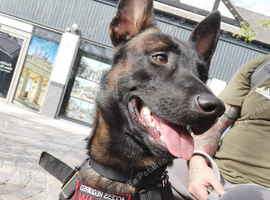 Looking for a pup/dog to train up as an assistant dog