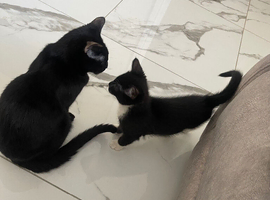 Male kitten