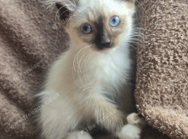 2 Ragdoll Kittens left