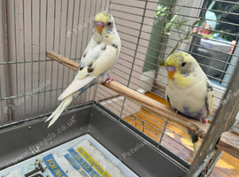 Baby Budgies