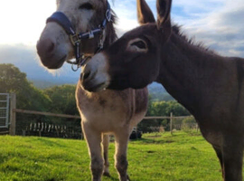 A pair of bonded Donkeys