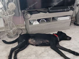 doberman mixed lab