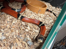 Mixed snakes
