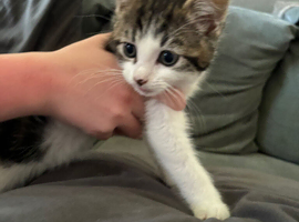 2 kittens for sale