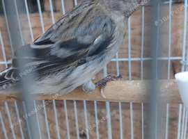 Red Siskin