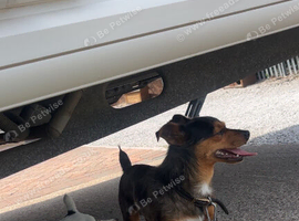 Merle chihuahua male