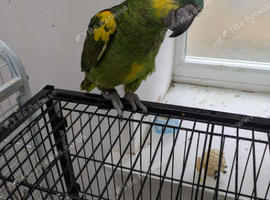 Hand reared baby Amazon