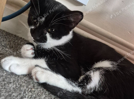 2 black and white kittens