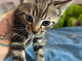 Baby kittens ready to go